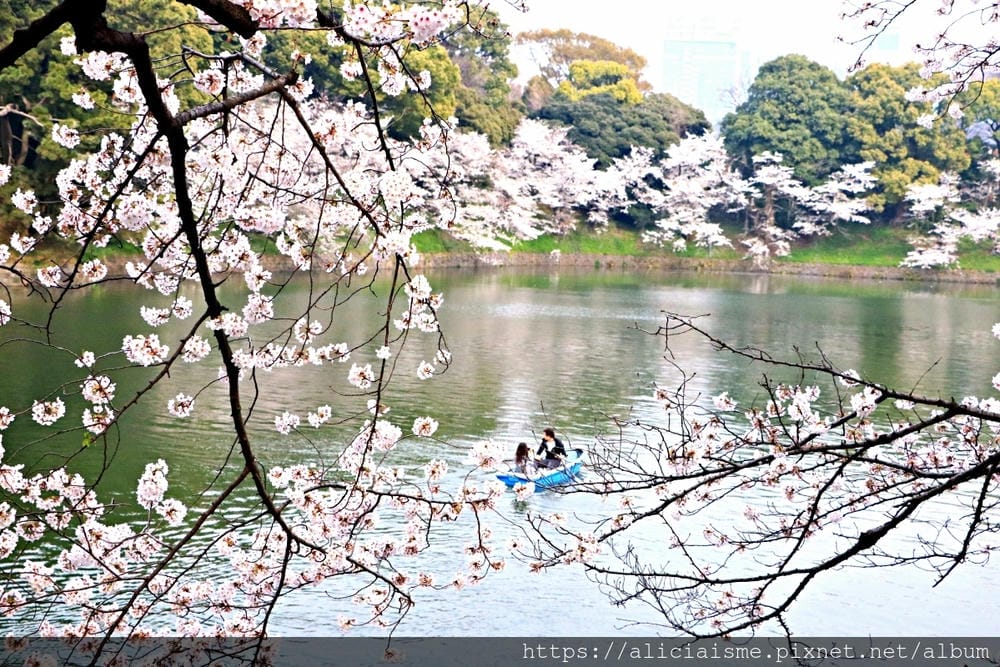 【東京都】千鳥之淵綠道(2019更新):漫舞櫻花成粉紅河的第一名花見夢幻所