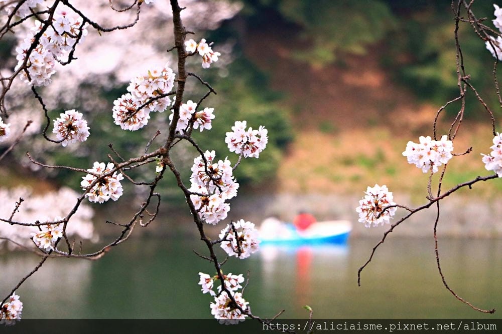 【東京都】千鳥之淵綠道(2019更新):漫舞櫻花成粉紅河的第一名花見夢幻所