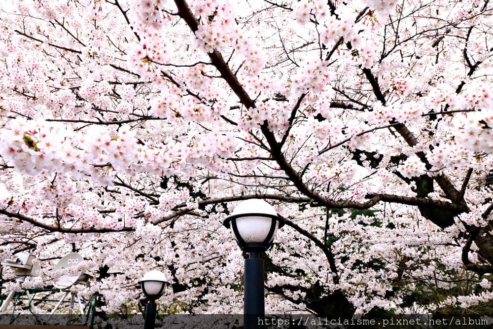 【東京都】千鳥之淵綠道(2019更新):漫舞櫻花成粉紅河的第一名花見夢幻所
