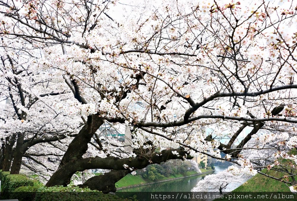 【東京都】千鳥之淵綠道（2019更新）：漫舞櫻花成粉紅河的第一名花見夢幻所
