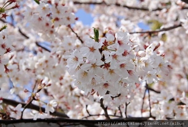 【東京都】千鳥之淵綠道(2019更新):漫舞櫻花成粉紅河的第一名花見夢幻所