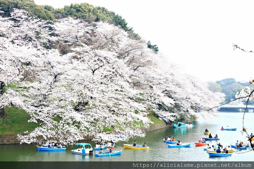 【東京都】千鳥之淵綠道(2019更新):漫舞櫻花成粉紅河的第一名花見夢幻所
