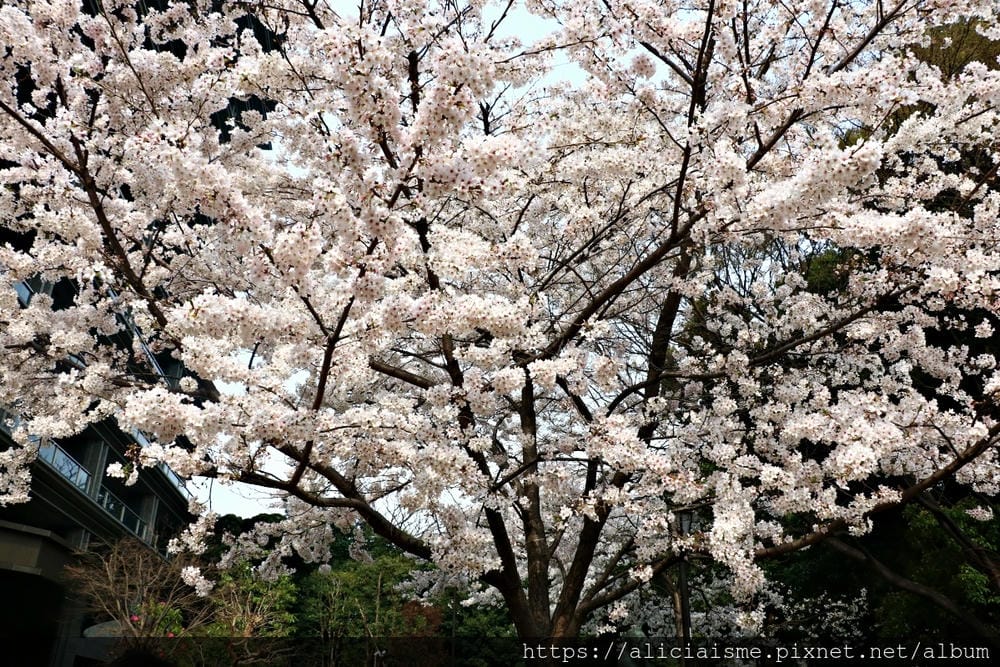 【東京都】千鳥之淵綠道(2019更新):漫舞櫻花成粉紅河的第一名花見夢幻所