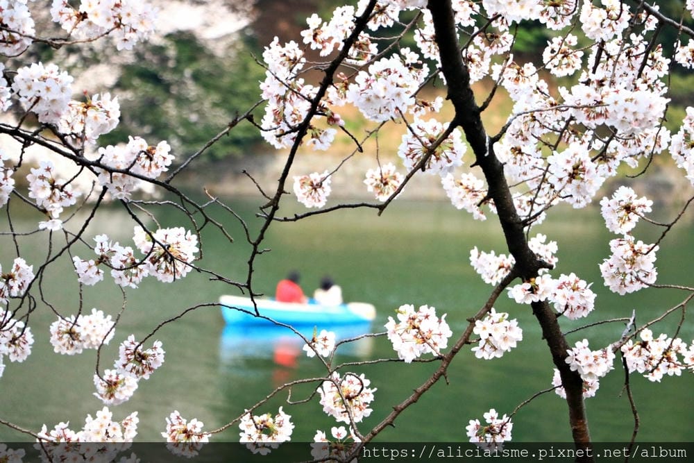 【東京都】千鳥之淵綠道(2019更新):漫舞櫻花成粉紅河的第一名花見夢幻所