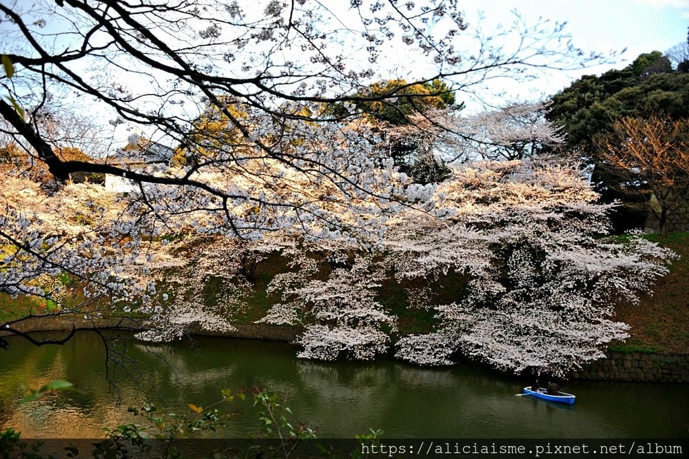 【東京都】千鳥之淵綠道(2019更新):漫舞櫻花成粉紅河的第一名花見夢幻所