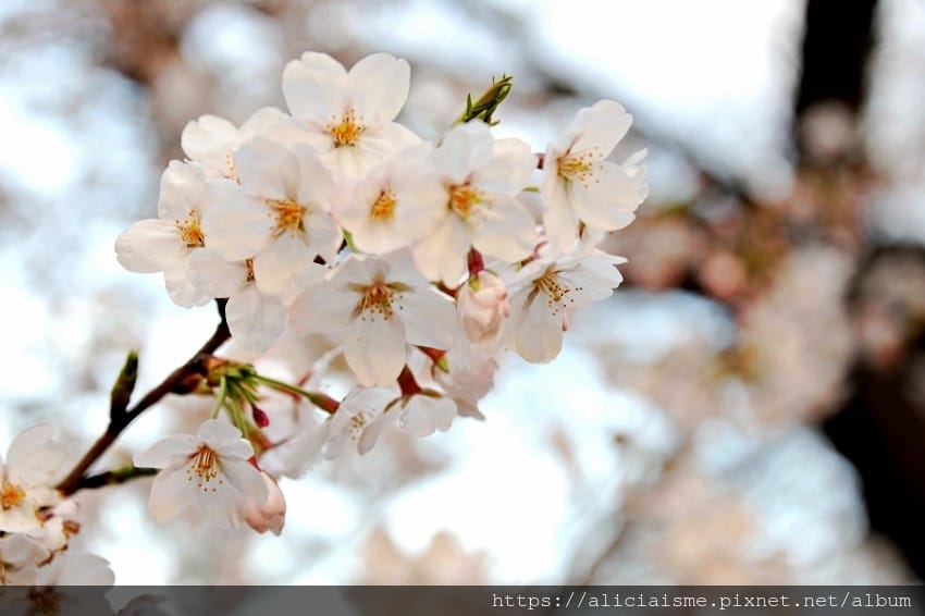 【東京都】千鳥之淵綠道(2019更新):漫舞櫻花成粉紅河的第一名花見夢幻所
