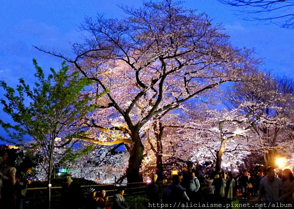 【東京都】千鳥之淵綠道(2019更新):漫舞櫻花成粉紅河的第一名花見夢幻所