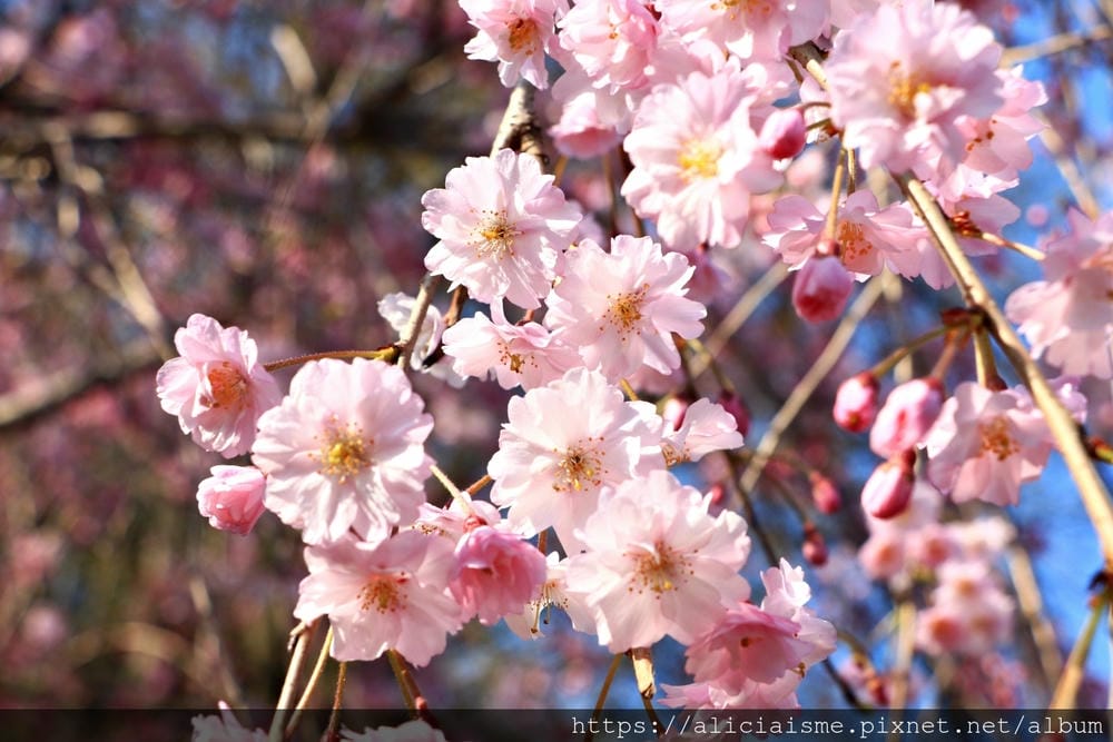 【東京都】（2019更新）飛鳥山公園～繁櫻盛開下的都電荒川線&路面電車趣景