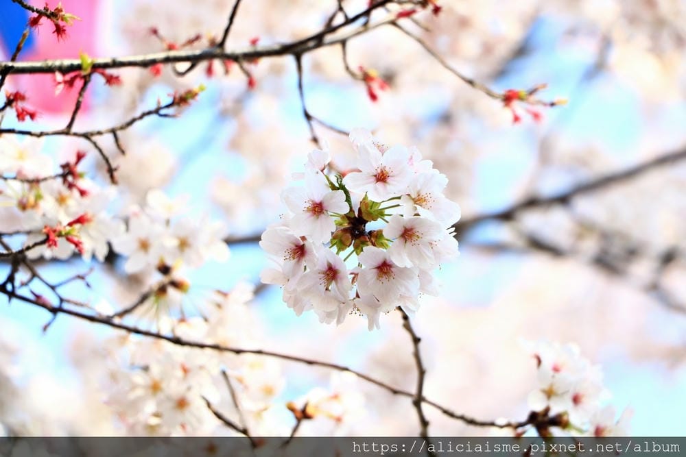 【東京都】（2019更新）飛鳥山公園～繁櫻盛開下的都電荒川線&路面電車趣景
