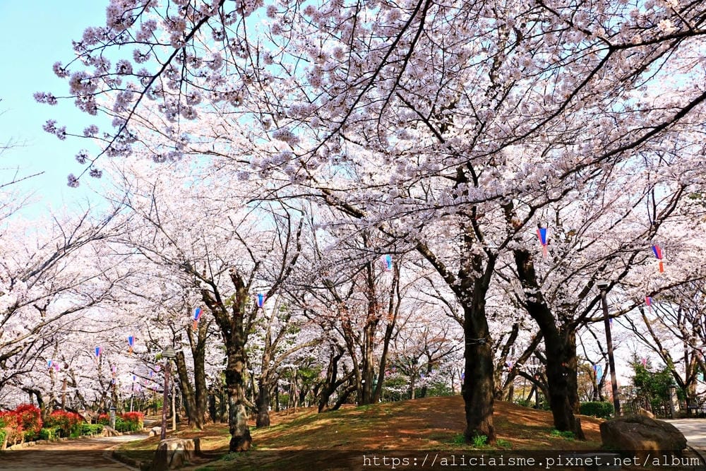 【東京都】（2019更新）飛鳥山公園～繁櫻盛開下的都電荒川線&路面電車趣景