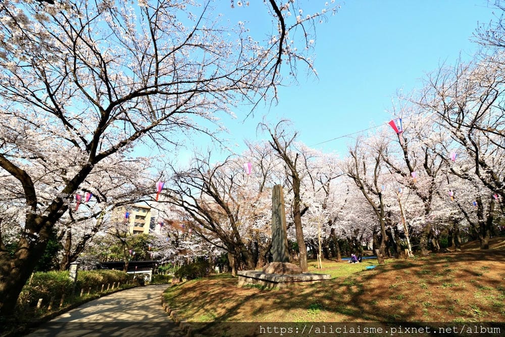 【東京都】（2019更新）飛鳥山公園～繁櫻盛開下的都電荒川線&路面電車趣景
