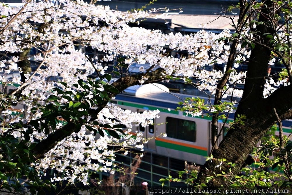 【東京都】（2019更新）飛鳥山公園～繁櫻盛開下的都電荒川線&路面電車趣景