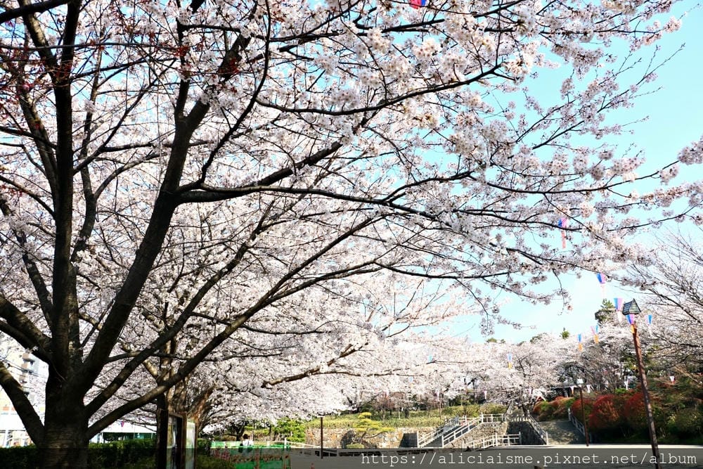 【東京都】（2019更新）飛鳥山公園～繁櫻盛開下的都電荒川線&路面電車趣景