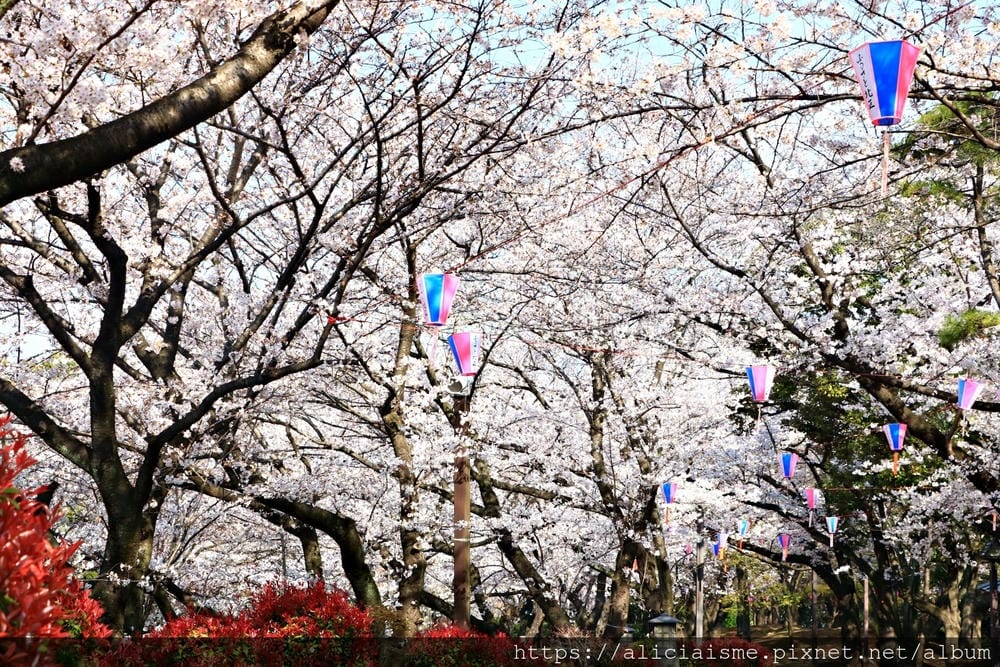 【東京都】（2019更新）飛鳥山公園～繁櫻盛開下的都電荒川線&路面電車趣景