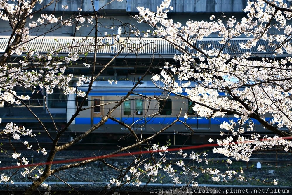 【東京都】（2019更新）飛鳥山公園～繁櫻盛開下的都電荒川線&路面電車趣景