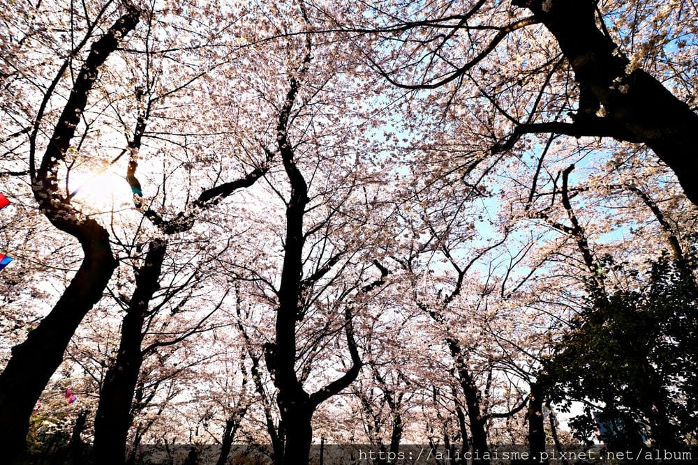 【東京都】（2019更新）飛鳥山公園～繁櫻盛開下的都電荒川線&路面電車趣景