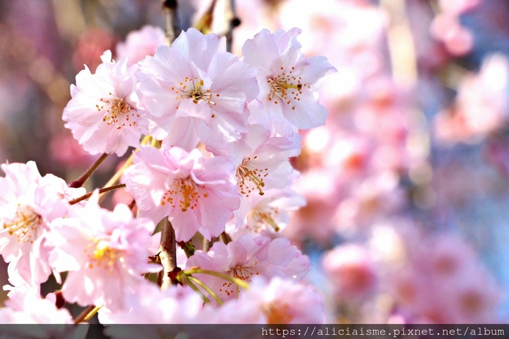 【東京都】（2019更新）飛鳥山公園～繁櫻盛開下的都電荒川線&路面電車趣景