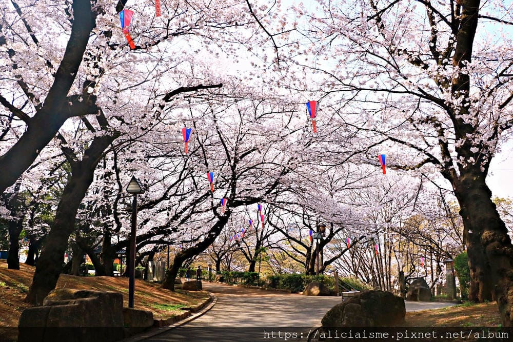 【東京都】（2019更新）飛鳥山公園～繁櫻盛開下的都電荒川線&路面電車趣景