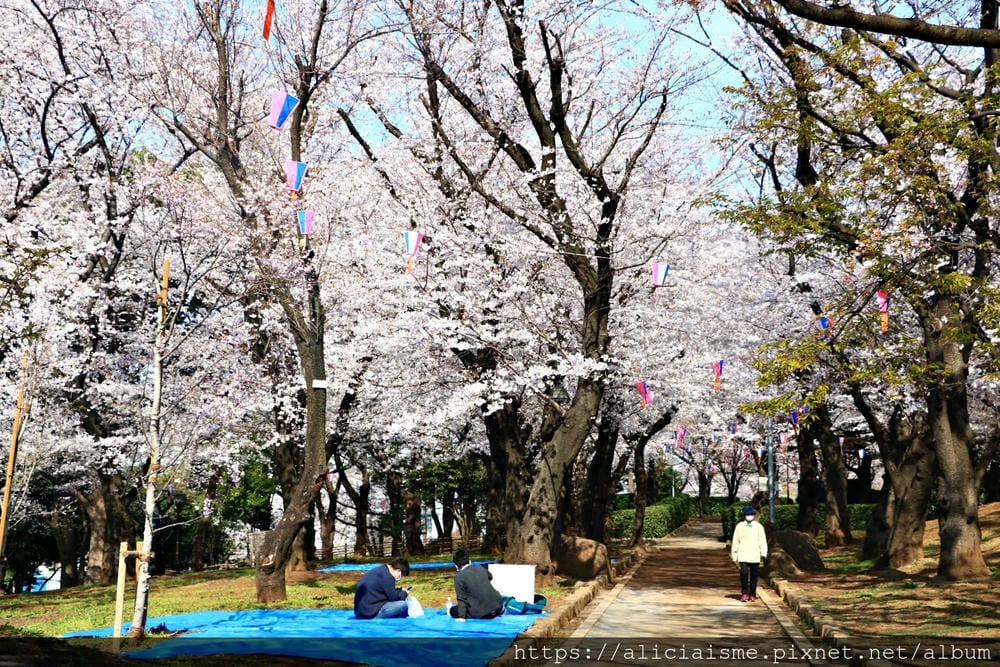 【東京都】（2019更新）飛鳥山公園～繁櫻盛開下的都電荒川線&路面電車趣景