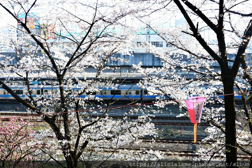 【東京都】（2019更新）飛鳥山公園～繁櫻盛開下的都電荒川線&路面電車趣景