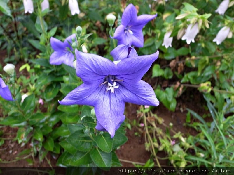 【東京都】（2019更新）飛鳥山公園～繁櫻盛開下的都電荒川線&路面電車趣景
