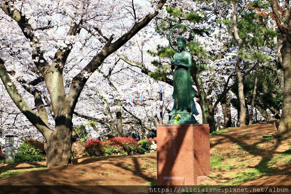 【東京都】（2019更新）飛鳥山公園～繁櫻盛開下的都電荒川線&路面電車趣景