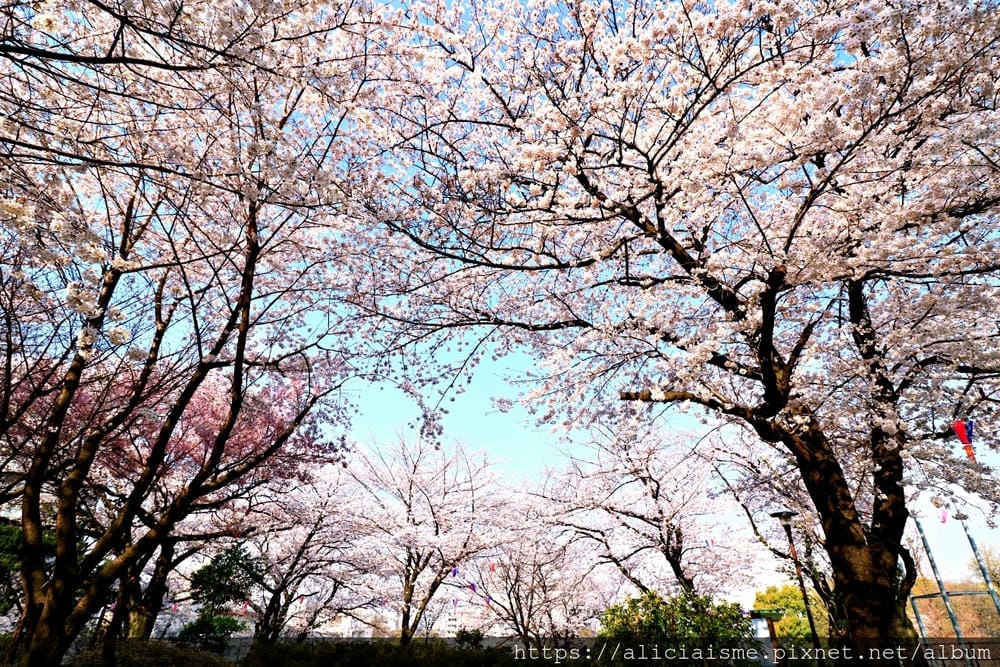 【東京都】（2019更新）飛鳥山公園～繁櫻盛開下的都電荒川線&路面電車趣景
