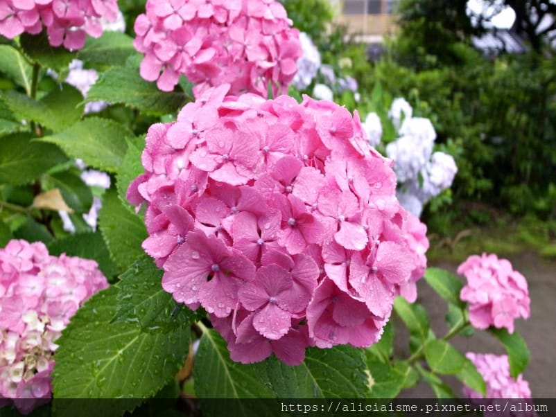 【東京都】（2019更新）飛鳥山公園～繁櫻盛開下的都電荒川線&路面電車趣景