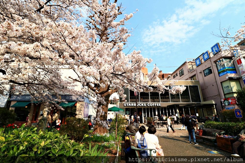【東京都】國立站(2020更新):櫻花行道樹下、一橋大學老校園、美味散策(JR中央線)