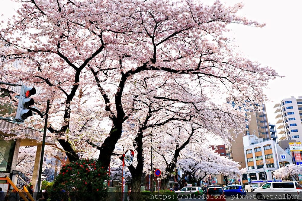 【東京都】國立站(2020更新):櫻花行道樹下、一橋大學老校園、美味散策(JR中央線)