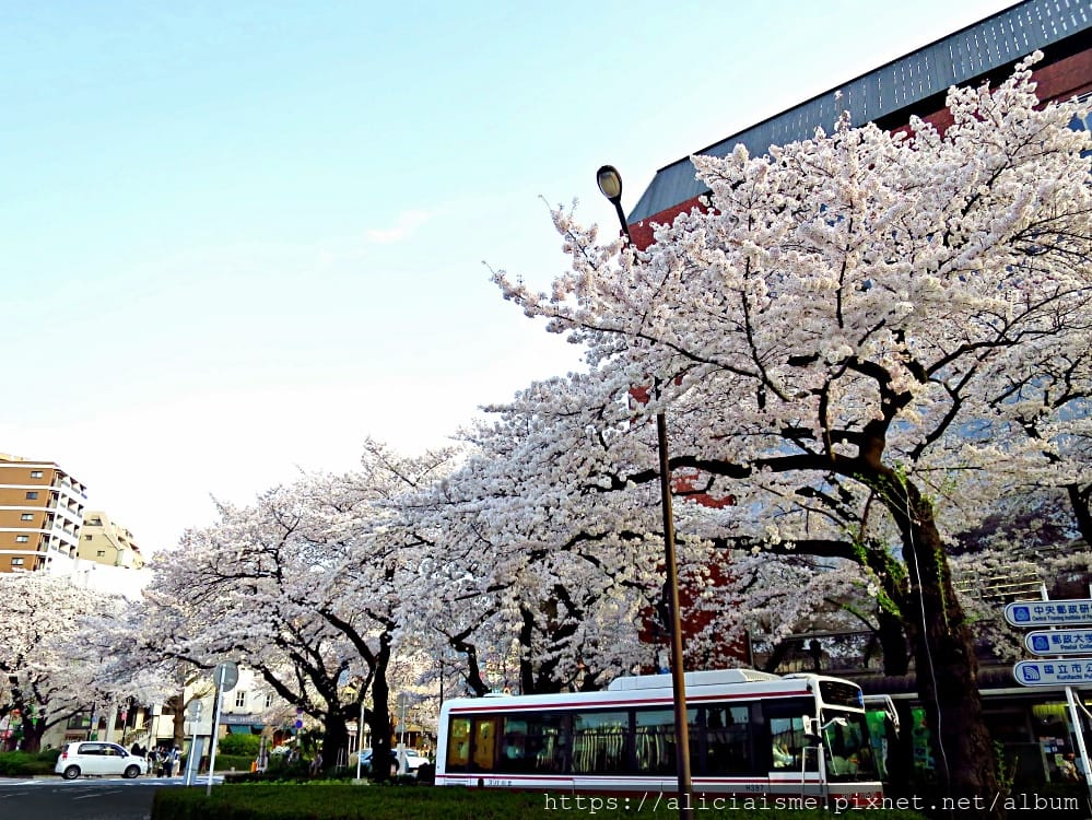 【東京都】國立站(2020更新):櫻花行道樹下、一橋大學老校園、美味散策(JR中央線)