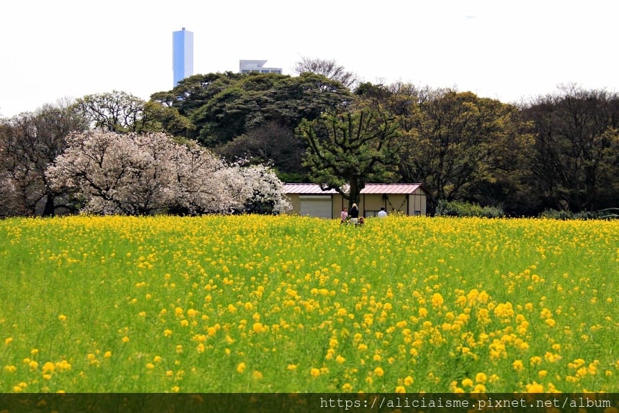 【東京都】（2019更新）濱離宮恩賜庭園：都會裡的四季花卉療癒所