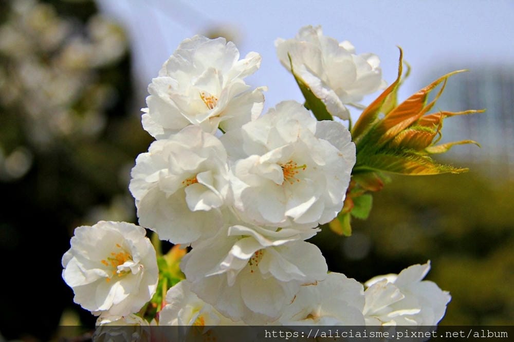 【東京都】（2019更新）濱離宮恩賜庭園：都會裡的四季花卉療癒所
