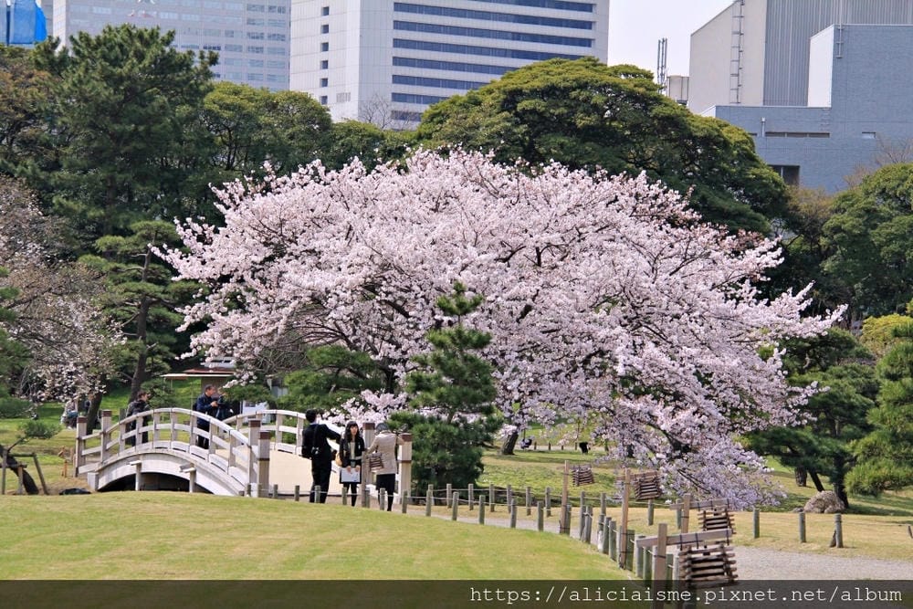 【東京都】（2019更新）濱離宮恩賜庭園：都會裡的四季花卉療癒所