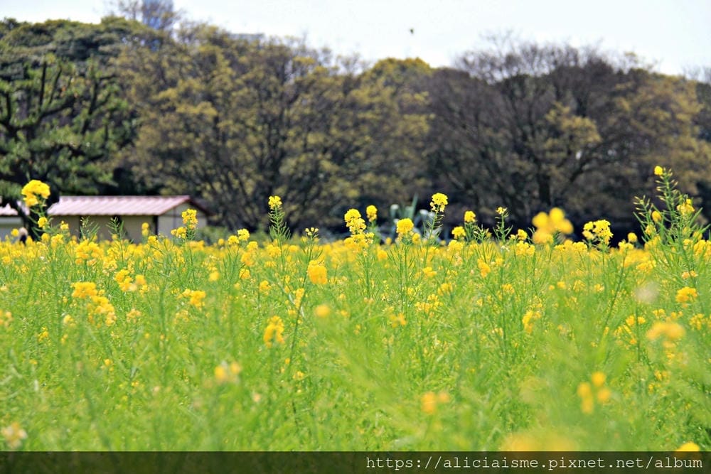 【東京都】（2019更新）濱離宮恩賜庭園：都會裡的四季花卉療癒所