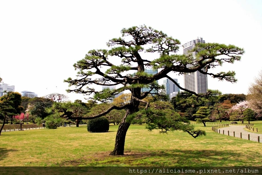 【東京都】（2019更新）濱離宮恩賜庭園：都會裡的四季花卉療癒所