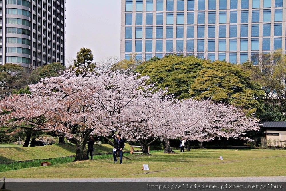 【東京都】（2019更新）濱離宮恩賜庭園：都會裡的四季花卉療癒所