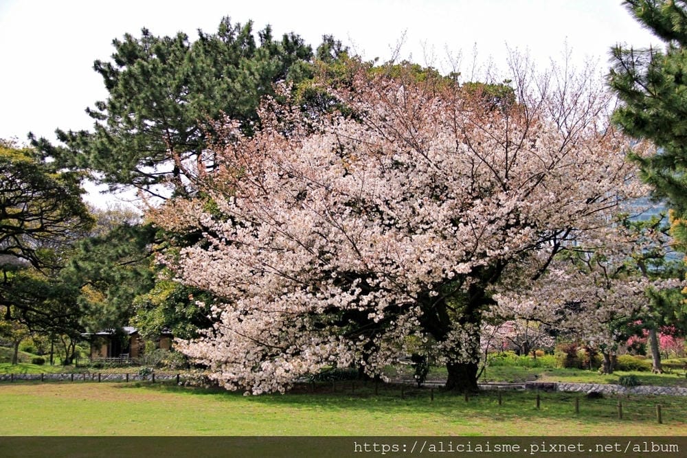 【東京都】（2019更新）濱離宮恩賜庭園：都會裡的四季花卉療癒所
