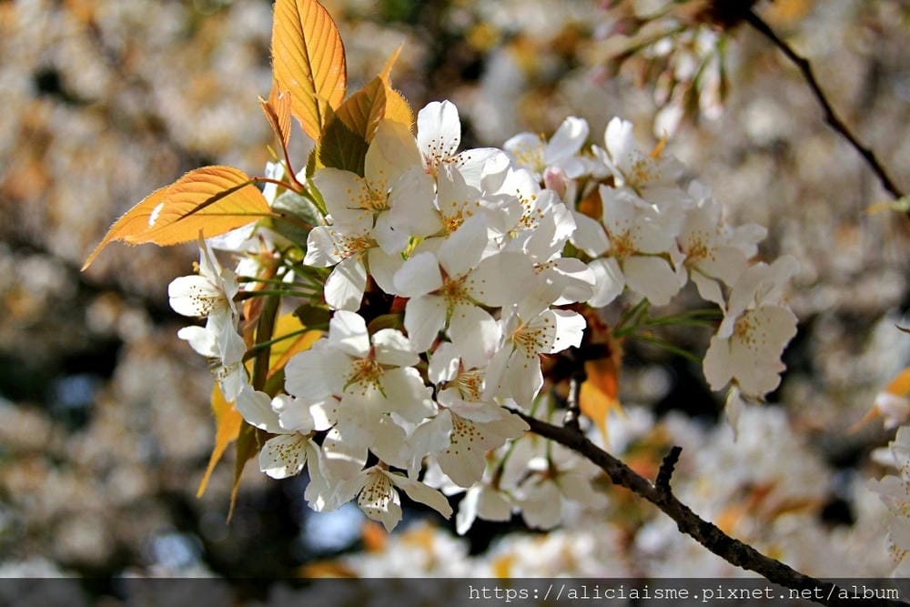 【東京都】（2019更新）濱離宮恩賜庭園：都會裡的四季花卉療癒所