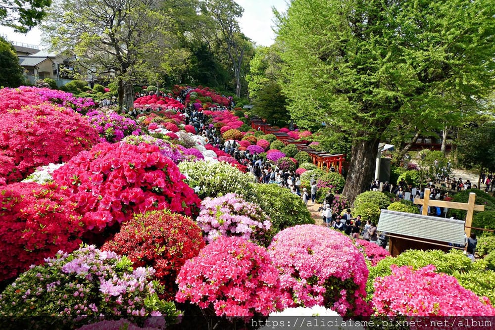 【東京】根津神社 (2019更新)~古老神社與春天讓人讚嘆的杜鵑花祭