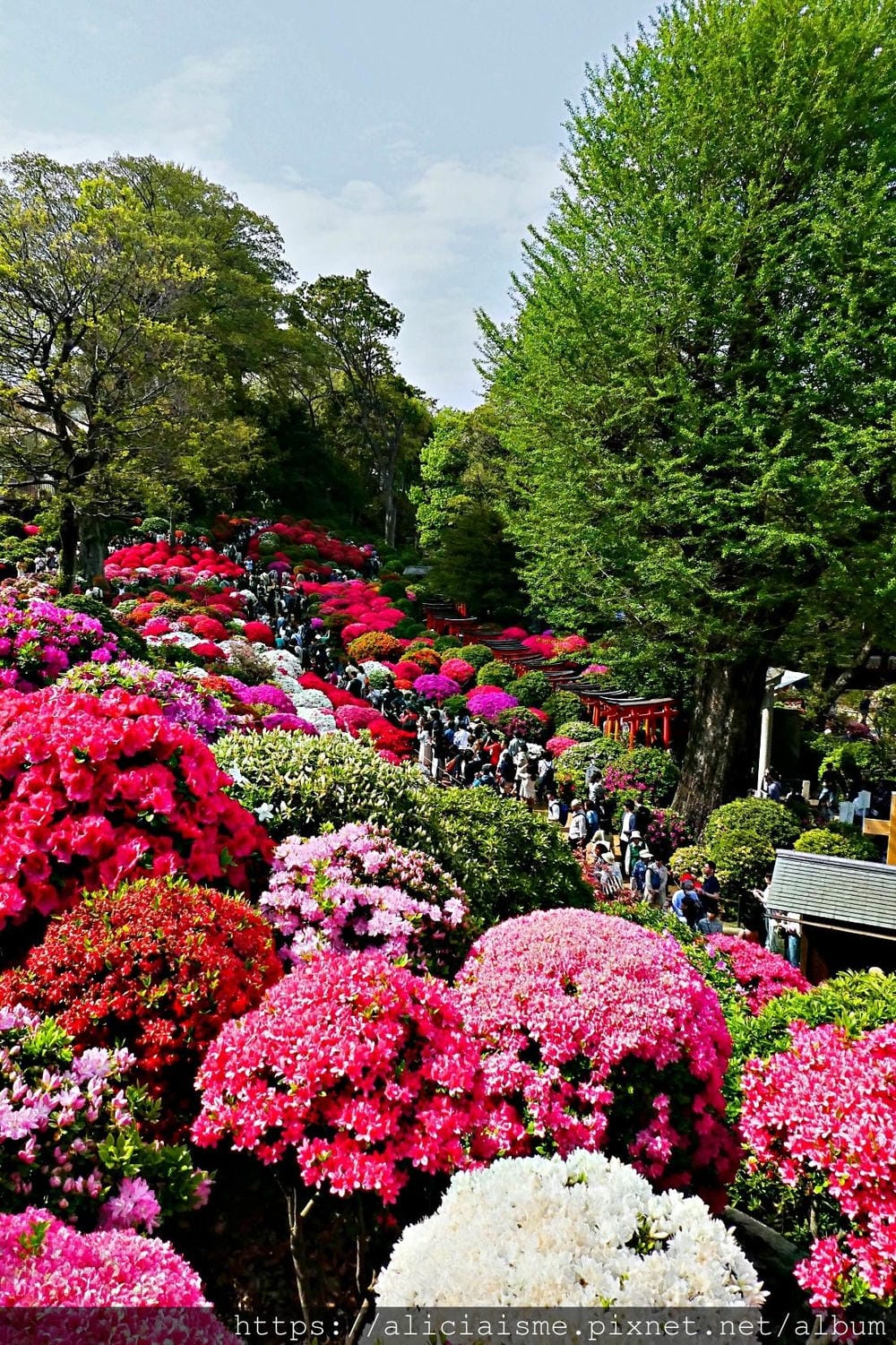 【東京】根津神社 (2019更新)~古老神社與春天讓人讚嘆的杜鵑花祭