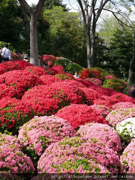 根津神社-杜鵑花2.JPG 根津神社-杜鵑花2.JPG