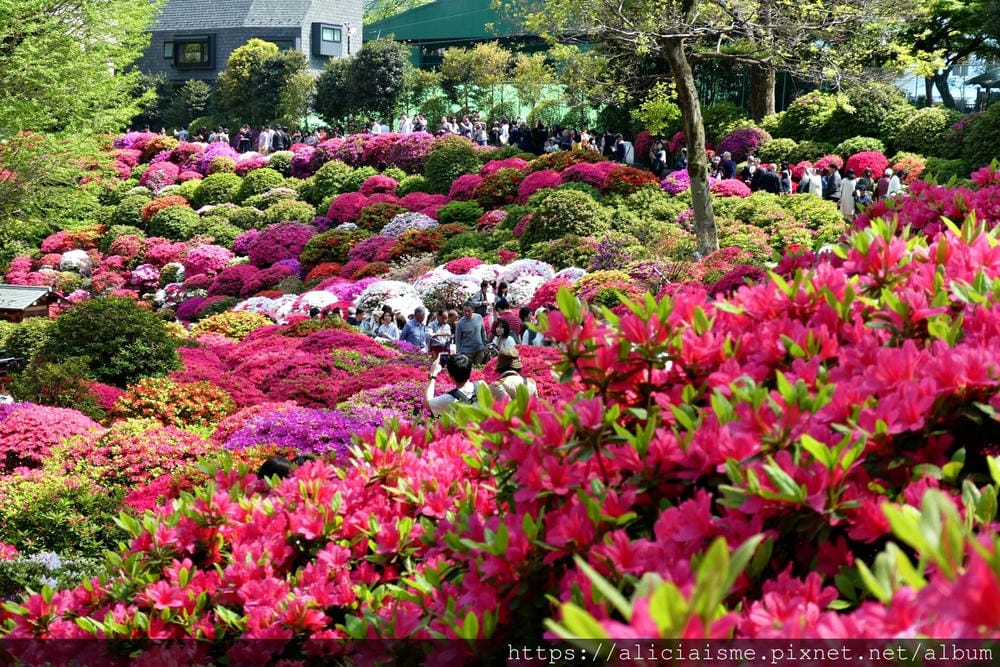【東京】根津神社 (2019更新)~古老神社與春天讓人讚嘆的杜鵑花祭