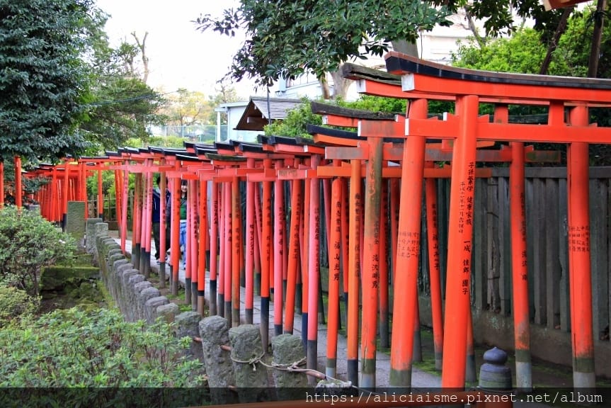 【東京】根津神社 (2019更新)~古老神社與春天讓人讚嘆的杜鵑花祭