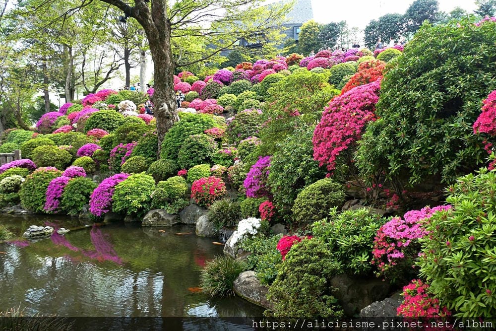 【東京】根津神社 (2019更新)~古老神社與春天讓人讚嘆的杜鵑花祭