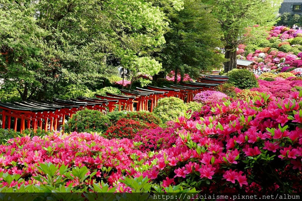 【東京】根津神社 (2019更新)~古老神社與春天讓人讚嘆的杜鵑花祭