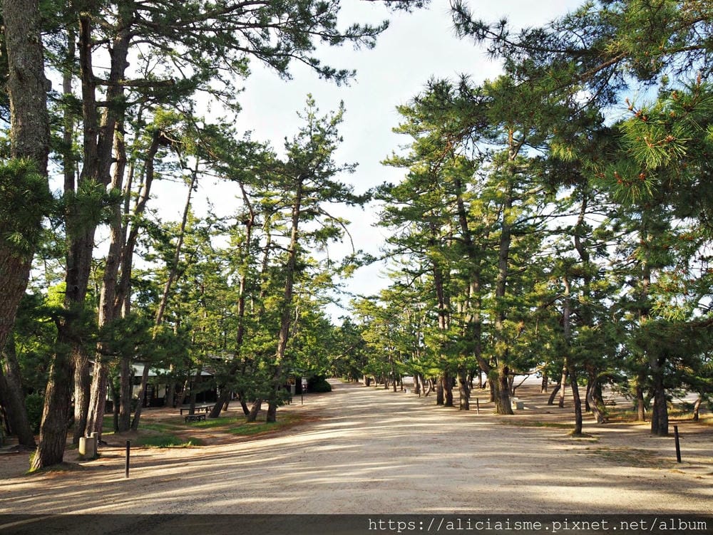 【海之京都】搭乘「青松號」，1日輕鬆遊三大絕景「天橋立」、智恩寺、飛龍觀、元伊勢籠神宮、真名井神社、傘松公園，品嚐在地美味及智慧之旅（含車班及交通）
