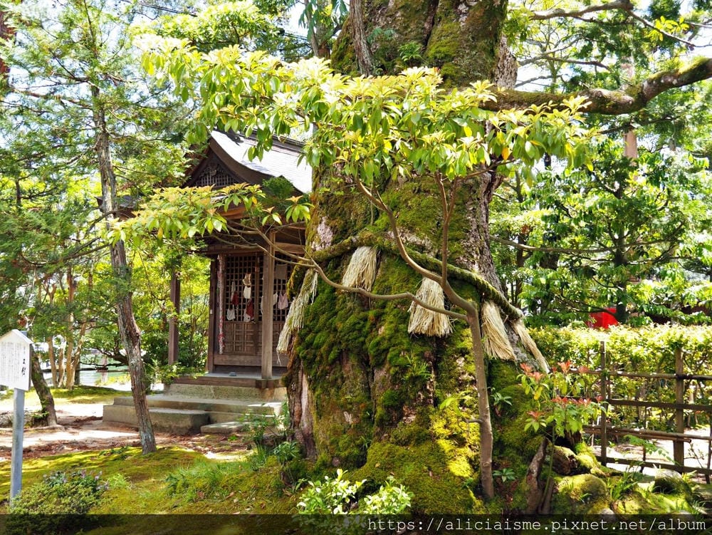 【海之京都】搭乘「青松號」，1日輕鬆遊三大絕景「天橋立」、智恩寺、飛龍觀、元伊勢籠神宮、真名井神社、傘松公園，品嚐在地美味及智慧之旅（含車班及交通）