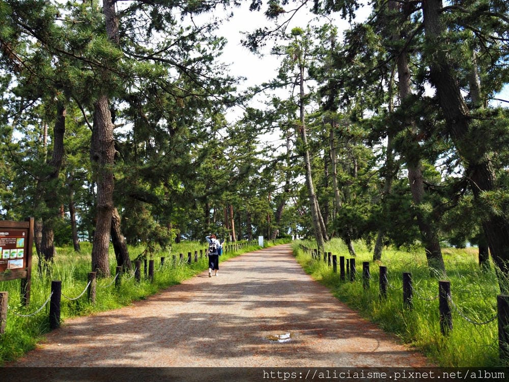 【海之京都】搭乘「青松號」，1日輕鬆遊三大絕景「天橋立」、智恩寺、飛龍觀、元伊勢籠神宮、真名井神社、傘松公園，品嚐在地美味及智慧之旅（含車班及交通）