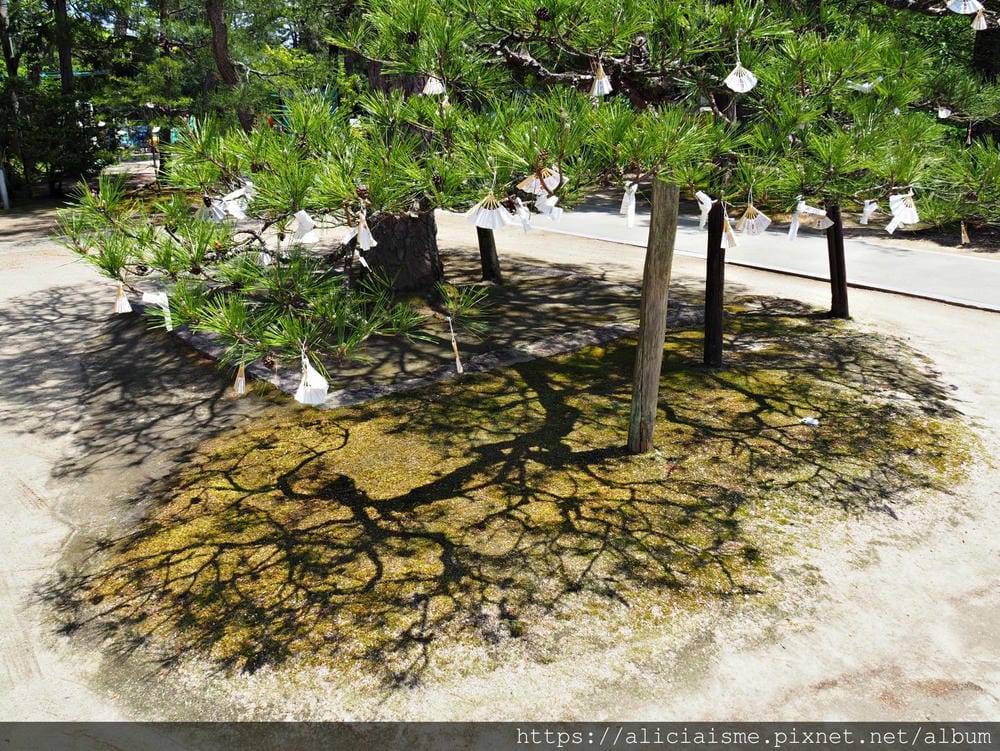 【海之京都】搭乘「青松號」，1日輕鬆遊三大絕景「天橋立」、智恩寺、飛龍觀、元伊勢籠神宮、真名井神社、傘松公園，品嚐在地美味及智慧之旅（含車班及交通）